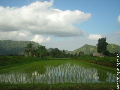 les rizières de Bali
